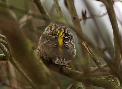 European Serin (Serinus serinus)