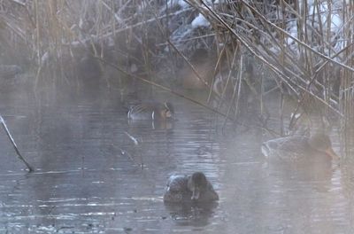 Baikal teal (Sibirionetta formosa)