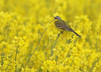 Western Yellow Wagtail (Motacilla flava)