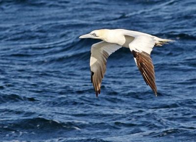 Northern Gannet (Morus bassanus)