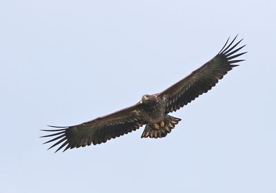 White-tailed Eagle (Haliaeetus albicilla)