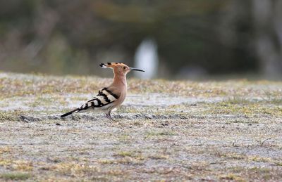 Eurasian Hoopoe (Upupa epops)