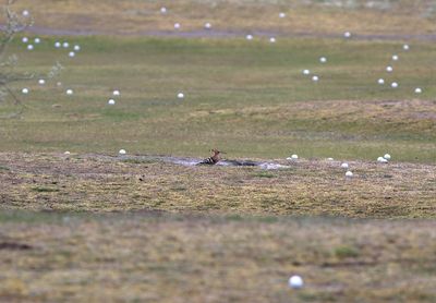 Eurasian Hoopoe (Upupa epops)