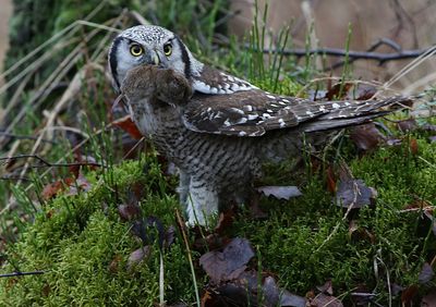 Northern Hawk-Owl (Surnia ulula)
