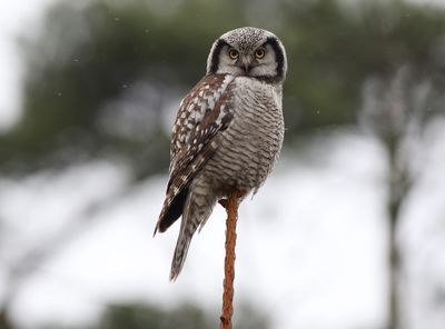 Northern Hawk-Owl (Surnia ulula)