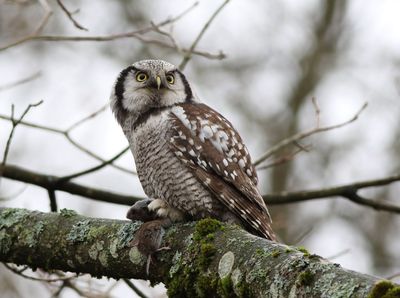 Northern Hawk-Owl (Surnia ulula)