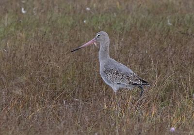 Black-tailed Godwit (Limosa limosa islandica)