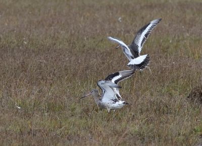 Black-tailed Godwit (Limosa limosa islandica)