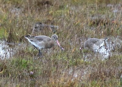 Black-tailed Godwit (Limosa limosa islandica)