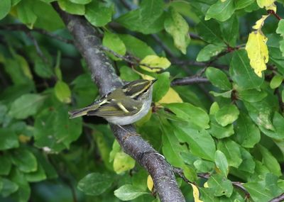 Pallas's Leaf Warbler (Phylloscopus proregulus)