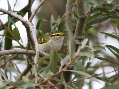 Pallas's Leaf Warbler (Phylloscopus proregulus)