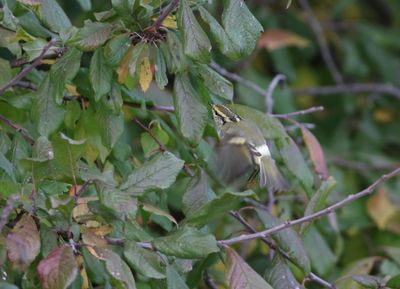 Pallas's Leaf Warbler (Phylloscopus proregulus)