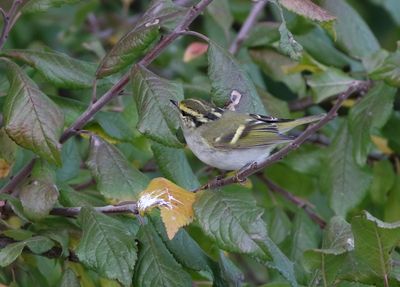 Pallas's Leaf Warbler (Phylloscopus proregulus)