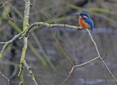 Common Kingfisher (Alcedo atthis)