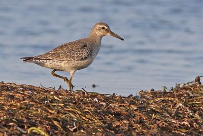 Red Knot (Calidris canutus)