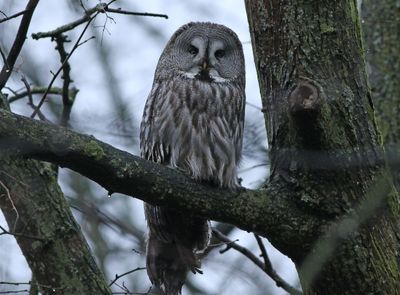 Great Grey Owl (Strix nebulosa)