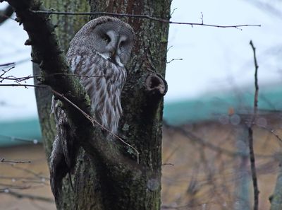 Great Grey Owl (Strix nebulosa)