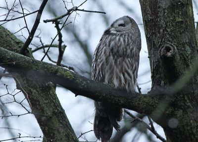 Great Grey Owl (Strix nebulosa)
