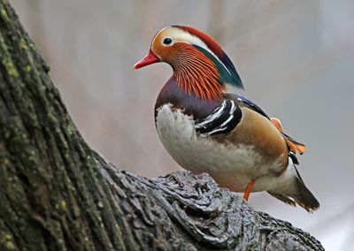 Birds in Sweden 2021