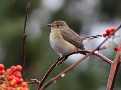 Birds in Sweden 2021