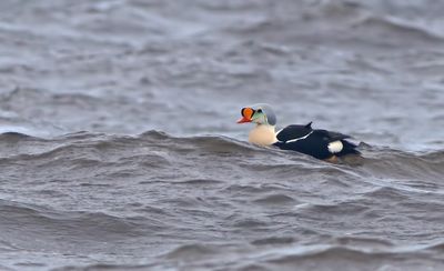 Birds in Sweden 2021