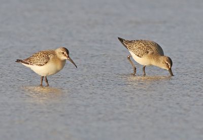 Birds in Sweden 2021