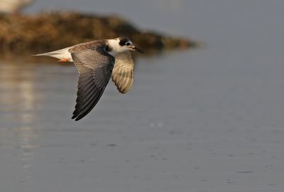 Birds in Sweden 2021
