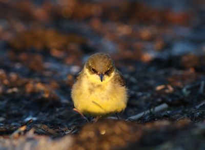 Birds in Sweden 2021