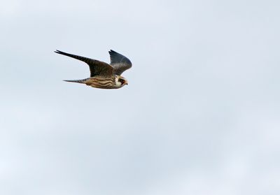 Red-footed Falcon (Falco vespertinus)