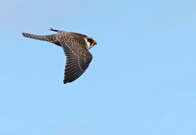 Birds in Sweden 2022