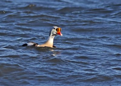 Birds in Sweden 2022