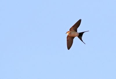 Birds in Sweden 2022