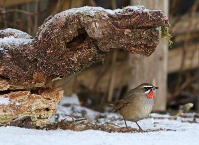 Birds in Sweden 2022