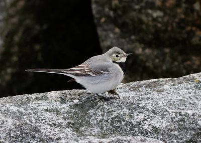Birds in Sweden 2022