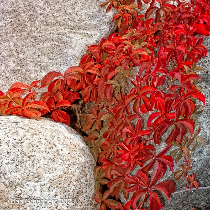 Red Leaves and Rocks