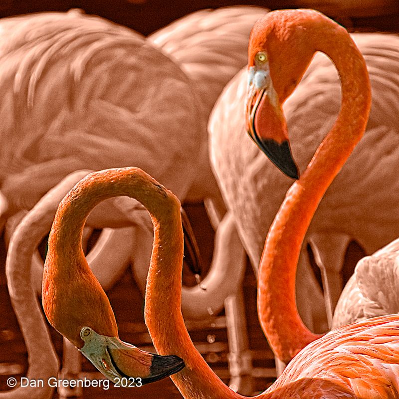 Flamingo Abstract