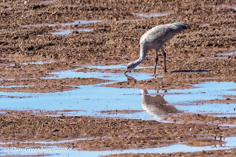 Sandhill Crane