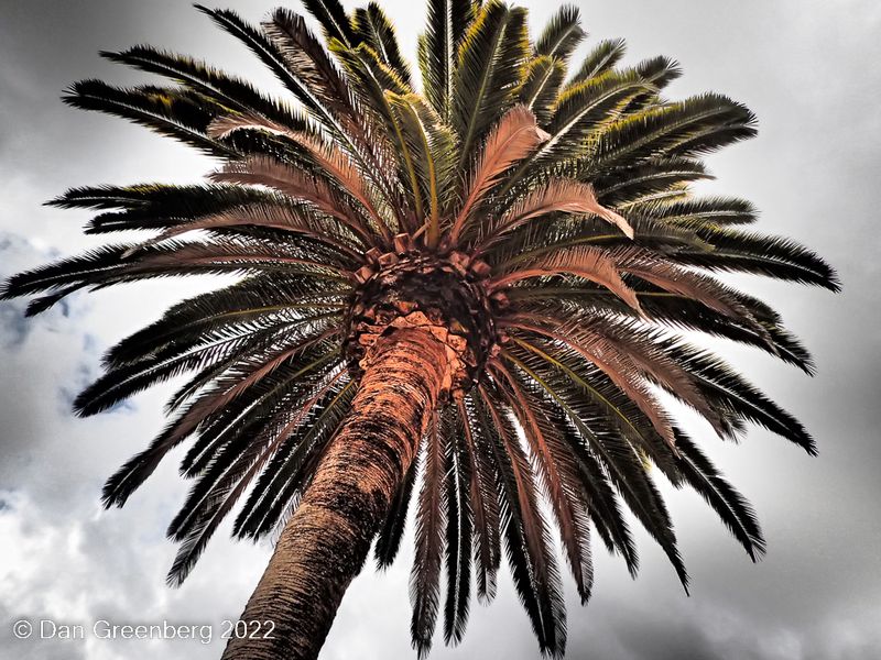 Palm Tree