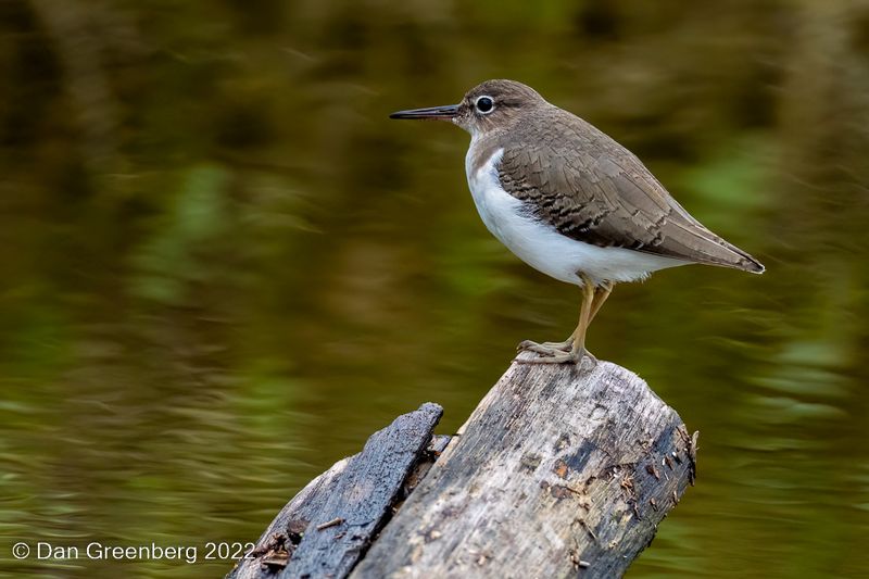 Spotted Sandpiper