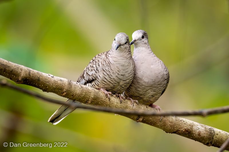 Inca Doves