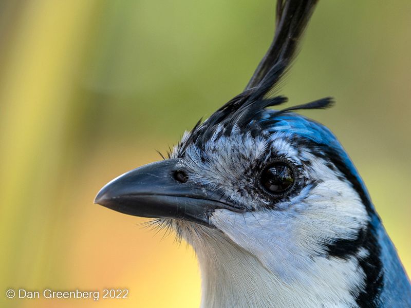 White-throated Magpie-jay