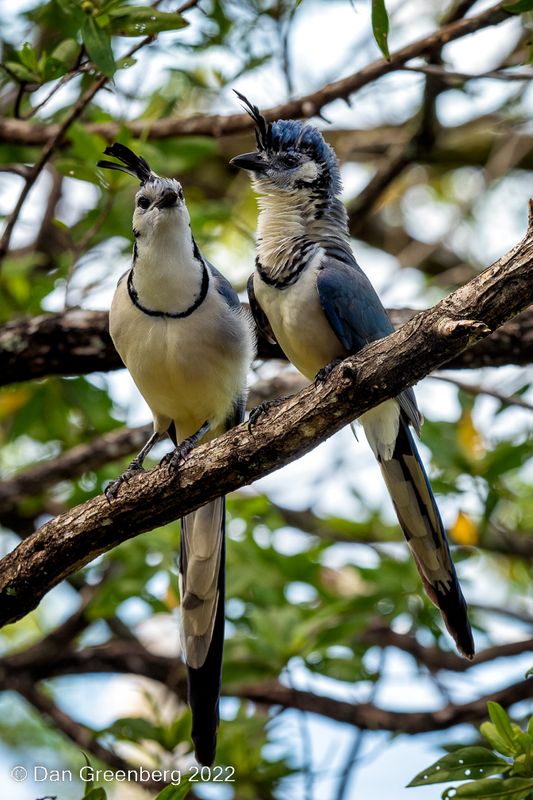 White-throated Magpie-jay Couple