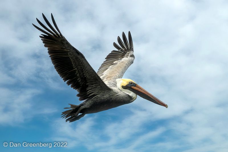 Brown Pelican