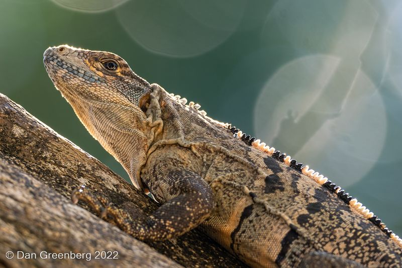 Black Iguana