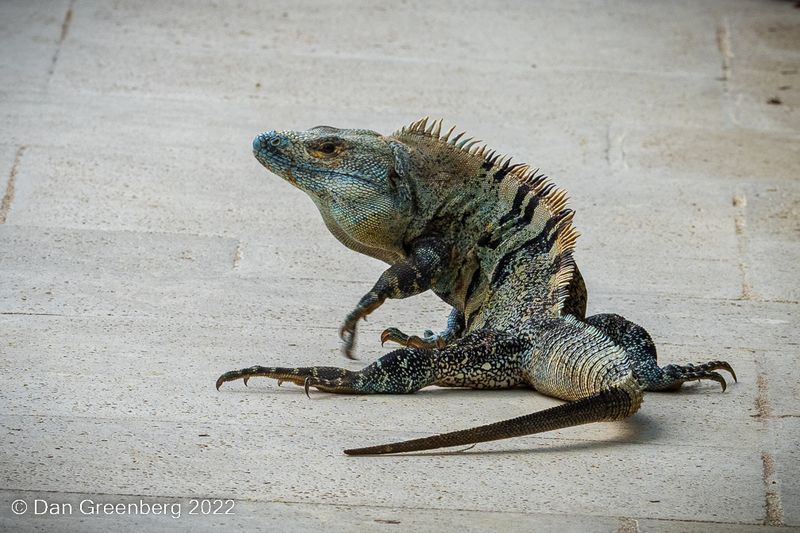 Green Iguana