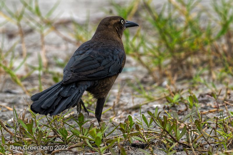 Great-tailed Grackle(female)