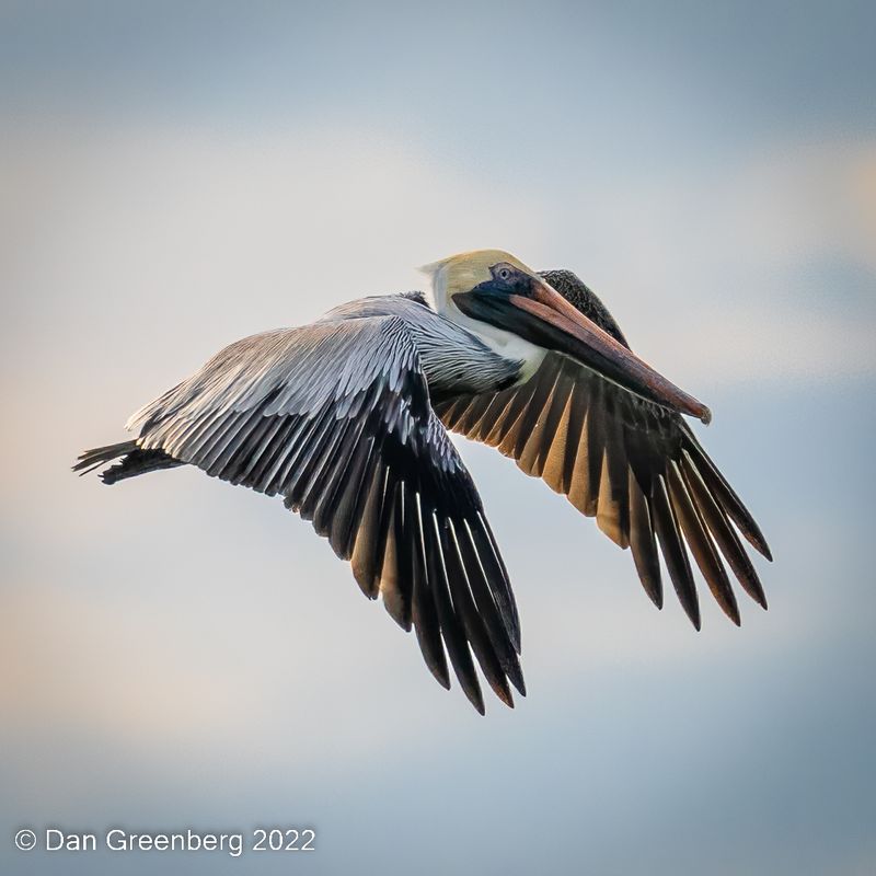 Brown Pelican