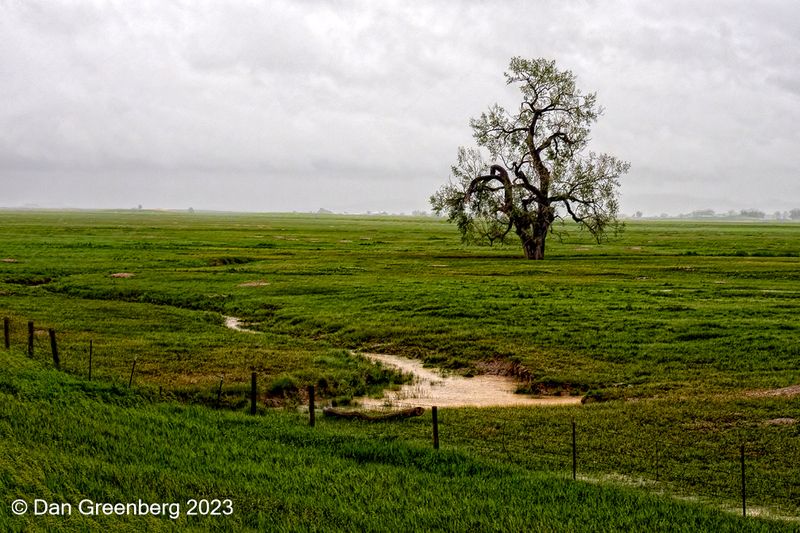 A Lone Tree in the Rain