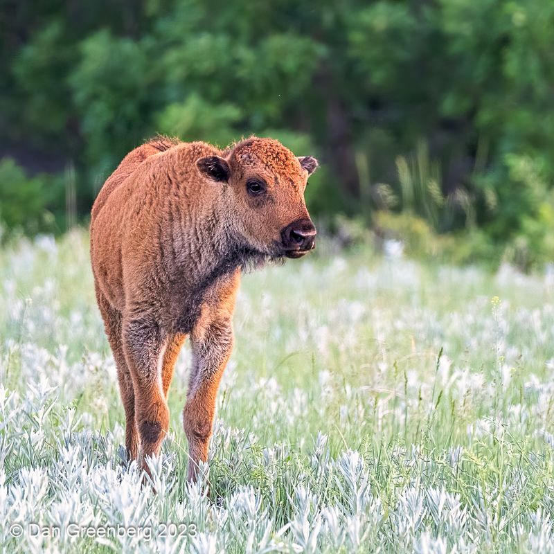 Bison Calf