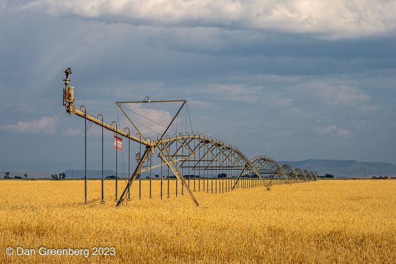 Fields of Gold